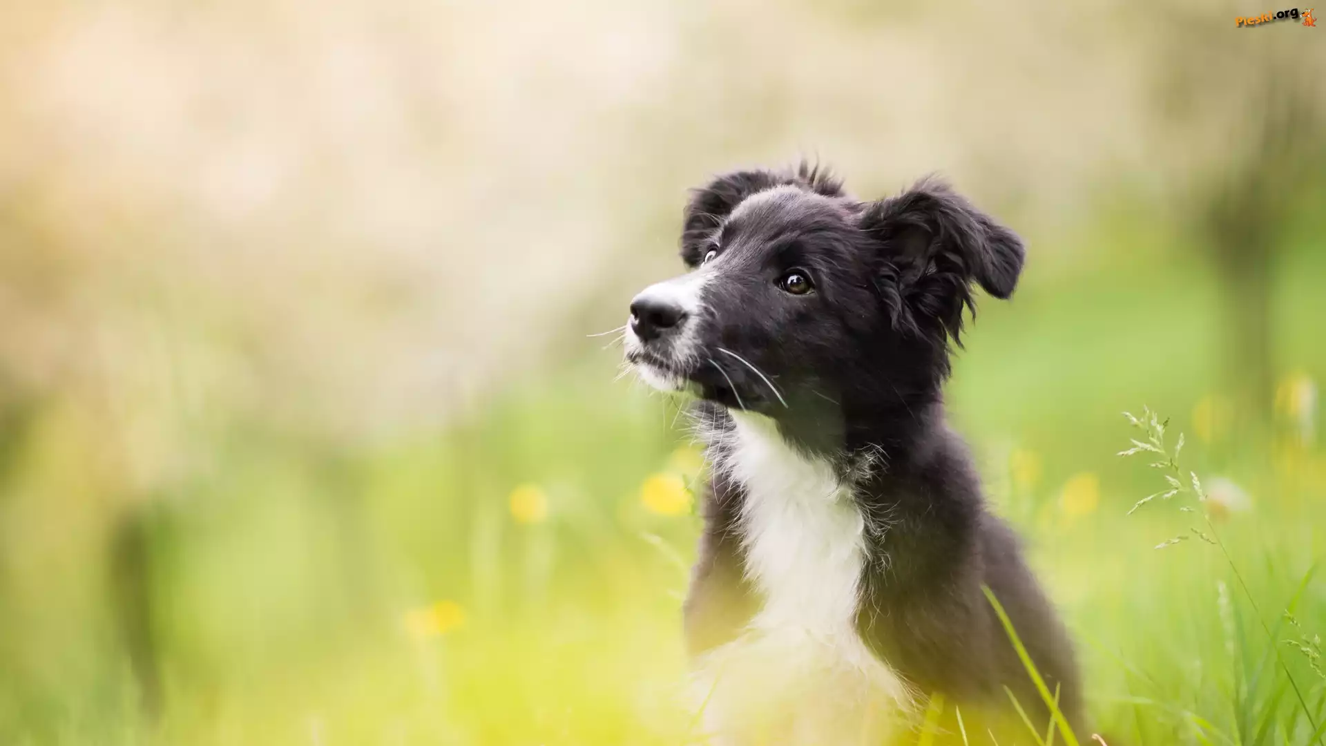 £±ka, Szczeniak, Pies, Border collie, Rozmyte t³o